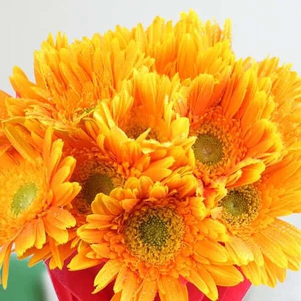 Bright Yellow Gerbera Flowers – Fresh & Cheerful Gift for Any Occasion