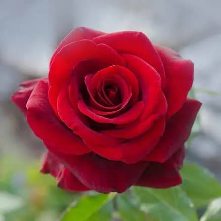 Fresh flower